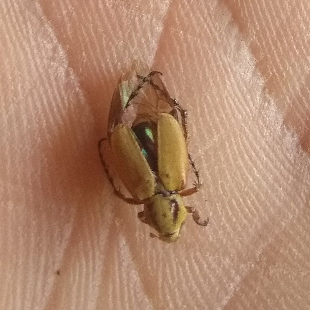 Macrodactylus pallens