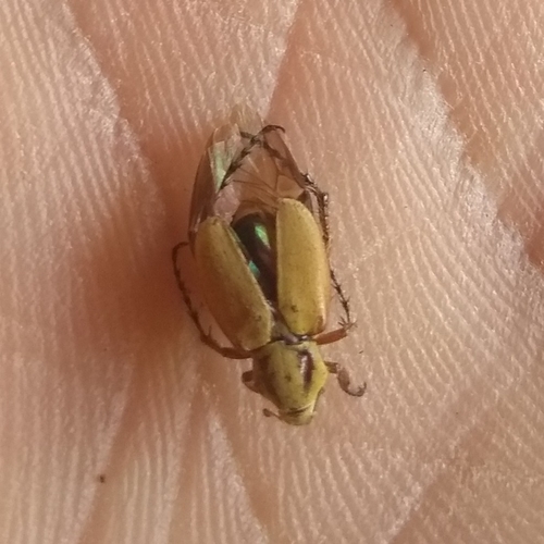 Macrodactylus pallens