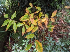 Fagus hayatae