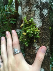 Bulbophyllum macphersonii