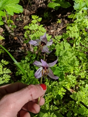 Erythronium hendersonii