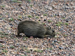 Microcavia australis