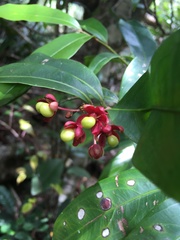 Brackenridgea australiana