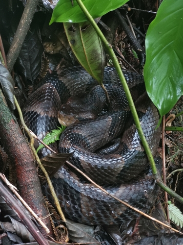 Photo of a Bothrops monsignifer (Bothrops monsignifer)