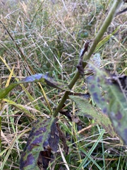 Pluchea foetida foetida