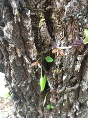Bulbophyllum johnsonii