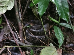 Bothrops monsignifer