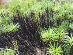 Borya septentrionalis