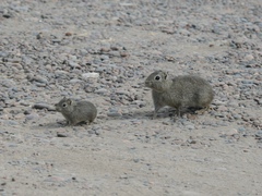 Microcavia australis