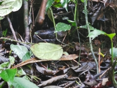Bothrops monsignifer