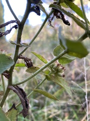 Pluchea foetida foetida