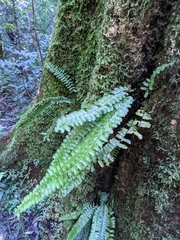 Asplenium normale normale