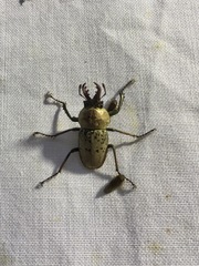 Cacostomus squamosus