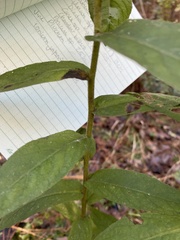 Pluchea foetida foetida