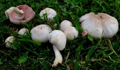 Agaricus xanthodermus