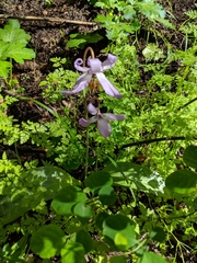 Erythronium hendersonii