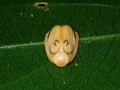 Trischalis subaurana