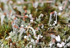 Cladonia subcariosa