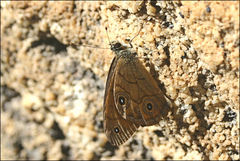 Hypocysta euphemia