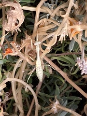 Stagmomantis carolina