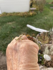 Stagmomantis carolina