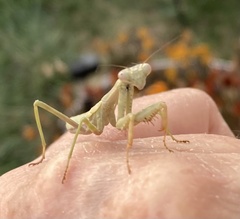 Stagmomantis carolina