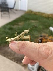 Stagmomantis carolina