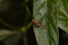 Tapeigaster annulipes