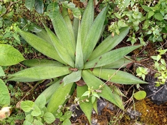 Agave obscura