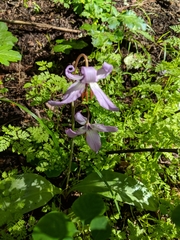 Erythronium hendersonii