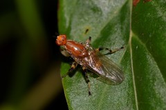 Tapeigaster annulipes