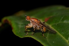 Tapeigaster annulipes