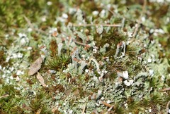 Cladonia subcariosa