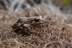 Pristimantis bogotensis