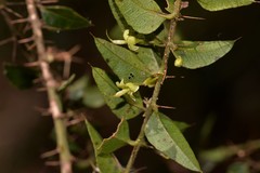 Podolobium aciculiferum