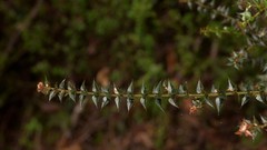 Podolobium aciculiferum