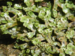 Marchantia chenopoda