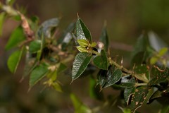 Podolobium aciculiferum