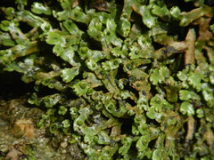 Marchantia chenopoda