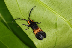 Lycaneptia nigrobasalis