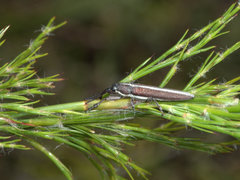 Stenobelus tibialis