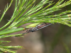 Stenobelus tibialis