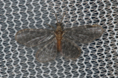 Nallachius americanus