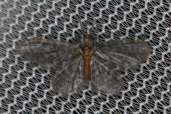 Nallachius americanus