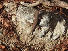 Sceloporus nelsoni