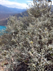 Buddleja mendozensis