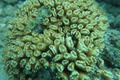 Caulastraea furcata