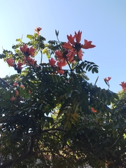 Spathodea campanulata