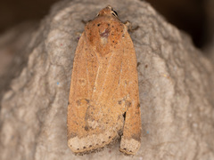 Abagrotis orbis