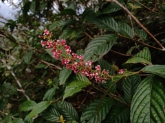 Arachnothryx capitellata